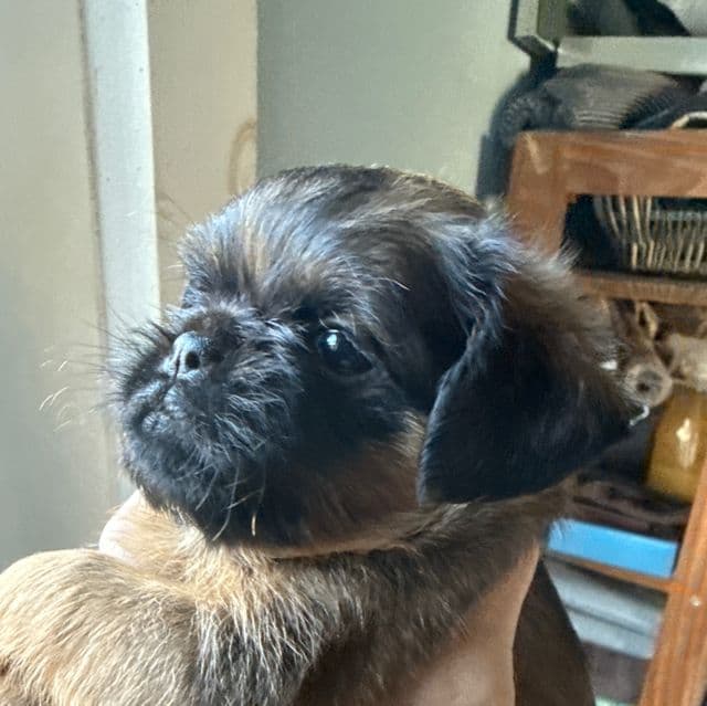 Bromley - Brussels Griffon Female