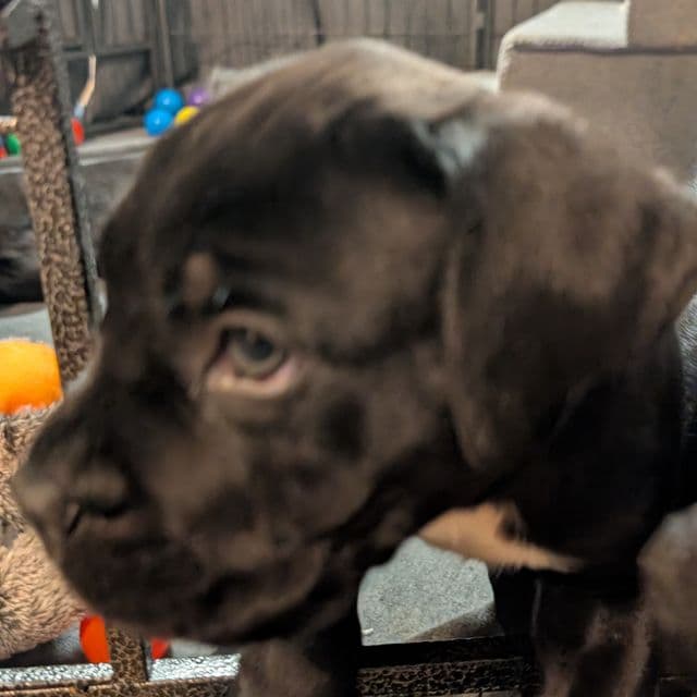 Purple Collar - Cane Corso Female
