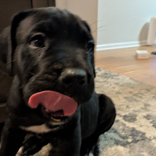 Blue Collar - Cane Corso Female