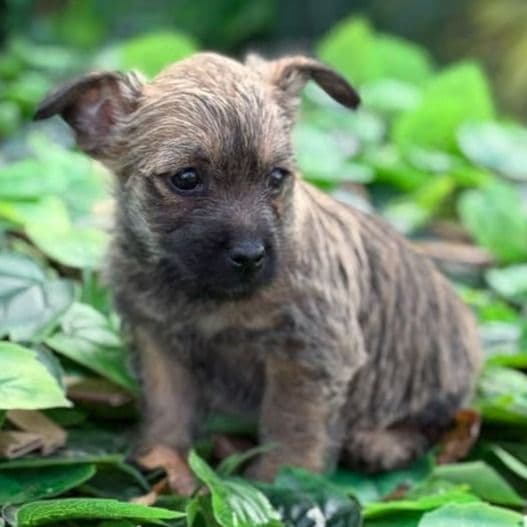 Blanch - Cairn Terrier Female