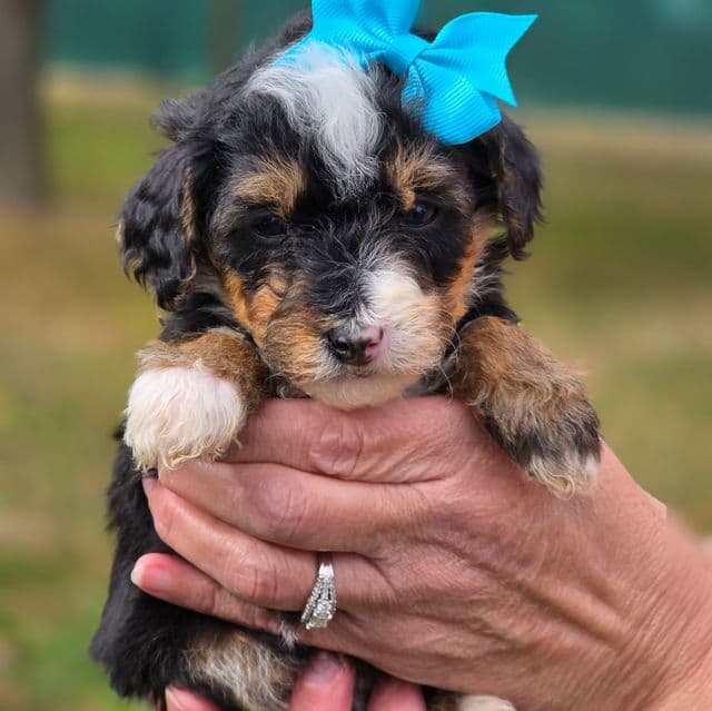 Chloe- mini - Bernedoodle Female
