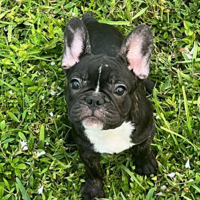 Pepper - French Bulldog Female