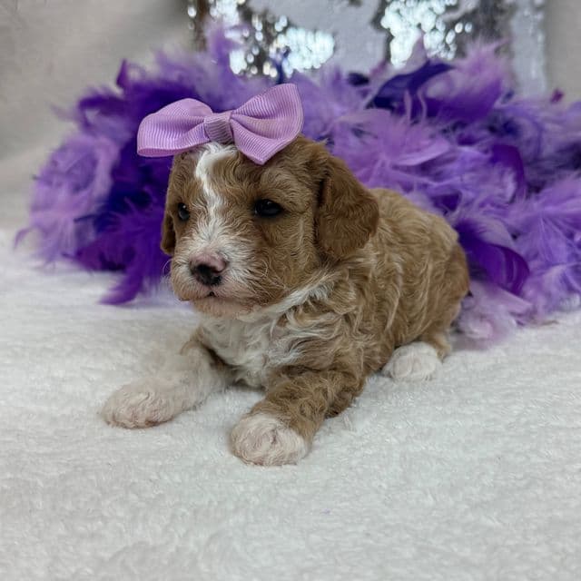 Scarlett Purple Girl - Toy Poodle Female