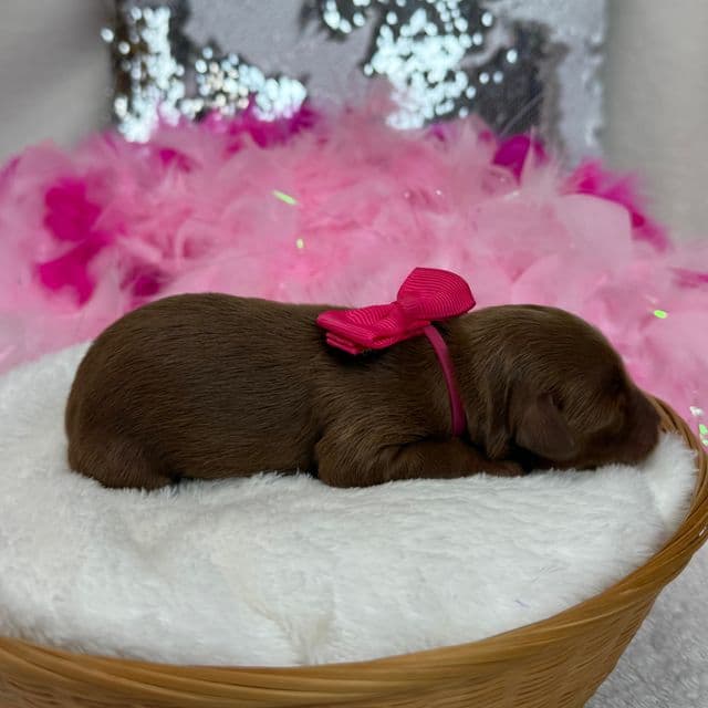 Braley Pink Girl - Goldendoodle Female