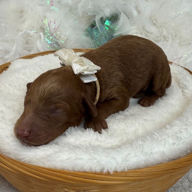 Braley White Boy - Goldendoodle Male