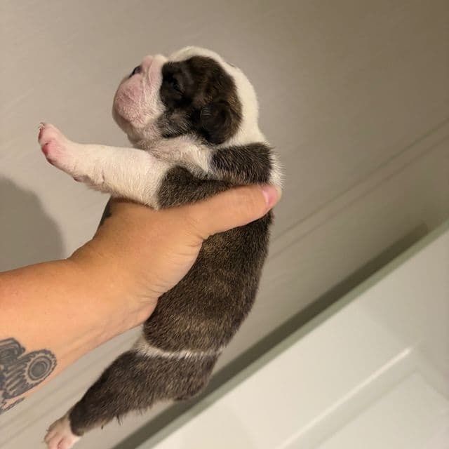 King - English Bulldog Male