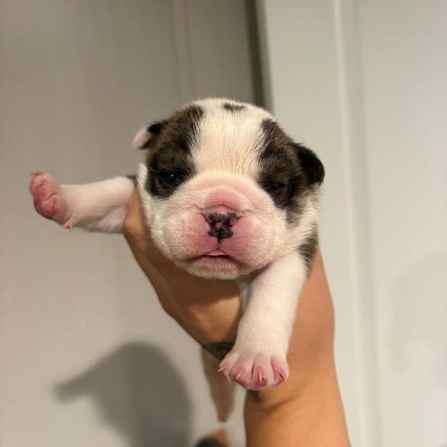 King - English Bulldog Male