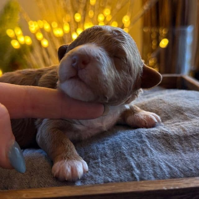 Zarah's Pink Girl - Goldendoodle Female