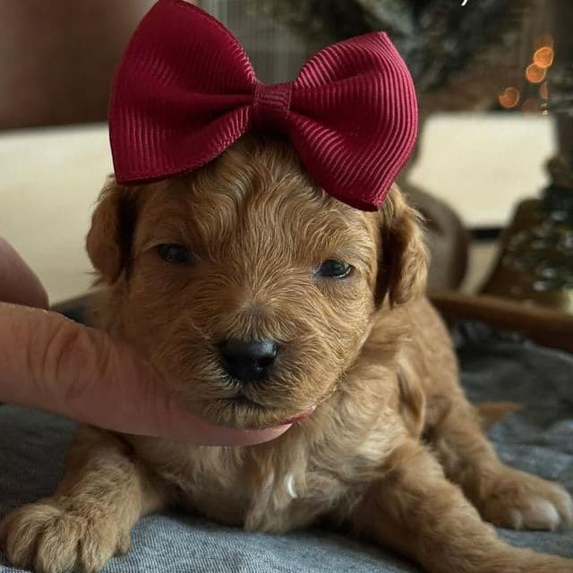 Kaylie’s Purple Girl - Goldendoodle Female