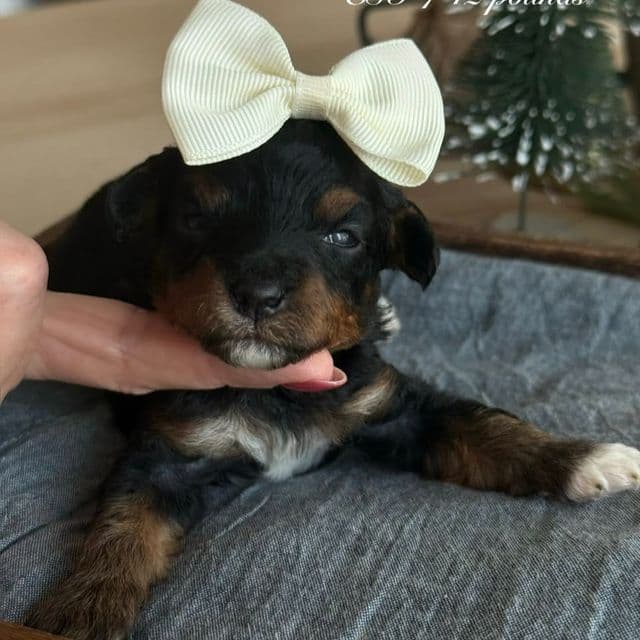 Kaylie’s Turquoise Girl - Goldendoodle Female