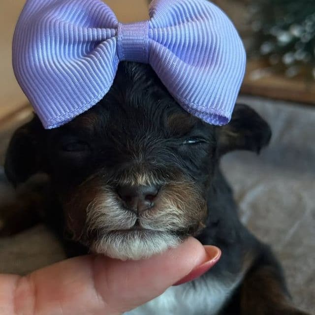 Kaylie’s Maroon Girl - Goldendoodle Female