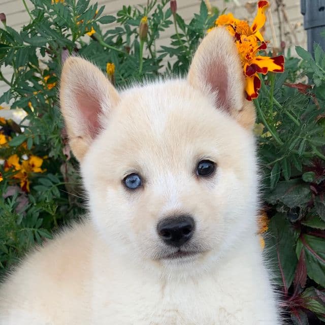 Tiny Mighty Thor ~! - Alaskan Klee Kai Male