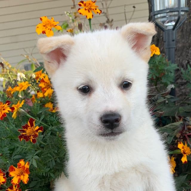 Snazzy Taz~! - Alaskan Klee Kai Male