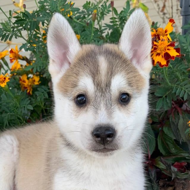 Happy Timber~! - Alaskan Klee Kai Male