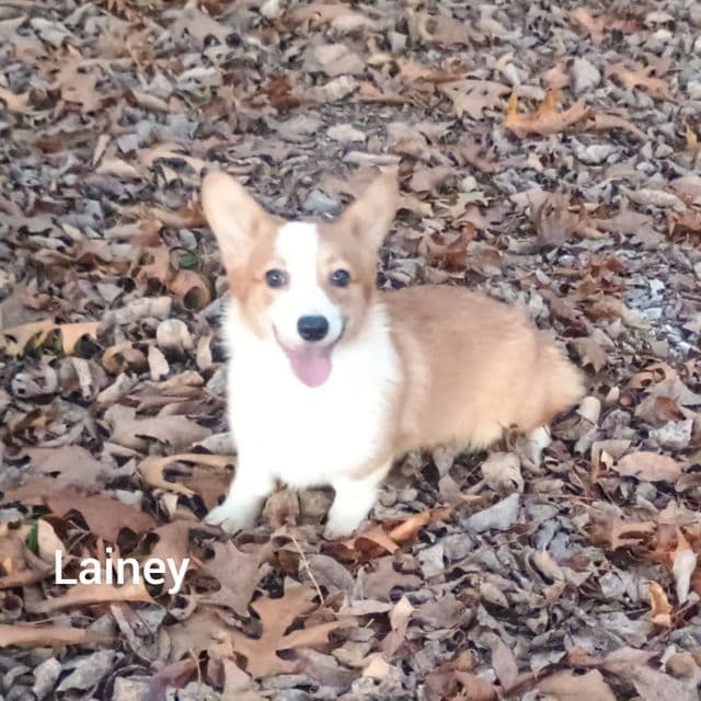 Lainey - Pembroke Welsh Corgi Female
