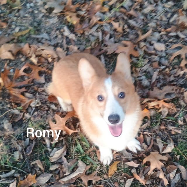 Romy - Pembroke Welsh Corgi Male
