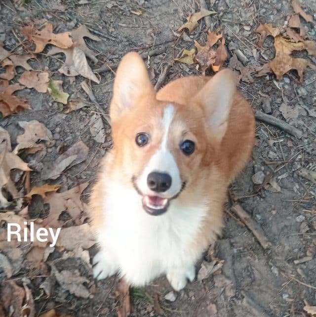 Riley - Pembroke Welsh Corgi Female