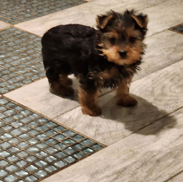 Chachita - Yorkshire Terrier Female