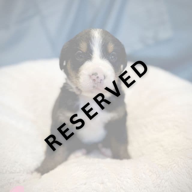 Pink Girl - **RESERVED** - Bernese Mountain Dog Female