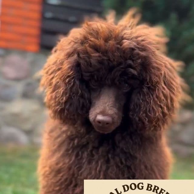 Coco - Toy Poodle Female