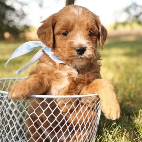 Orion - Goldendoodle Male