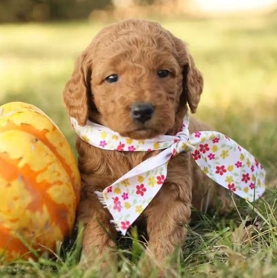 Autumn - Goldendoodle Female