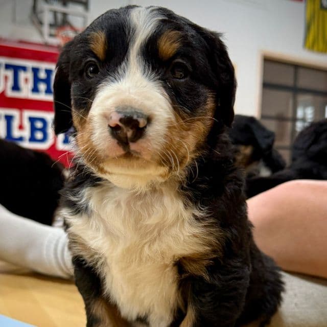 Blue Boy - Bernese Mountain Dog Male