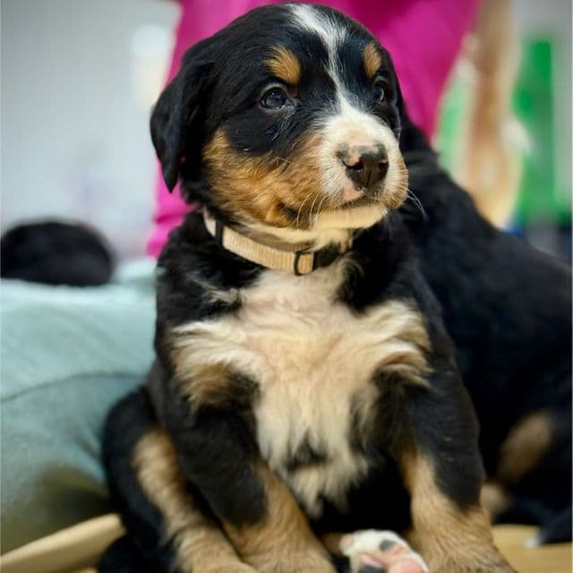 Tan Boy - Bernese Mountain Dog Male