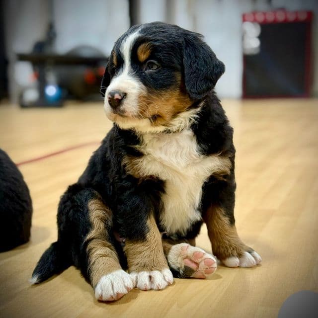 Gray Boy - Bernese Mountain Dog Male