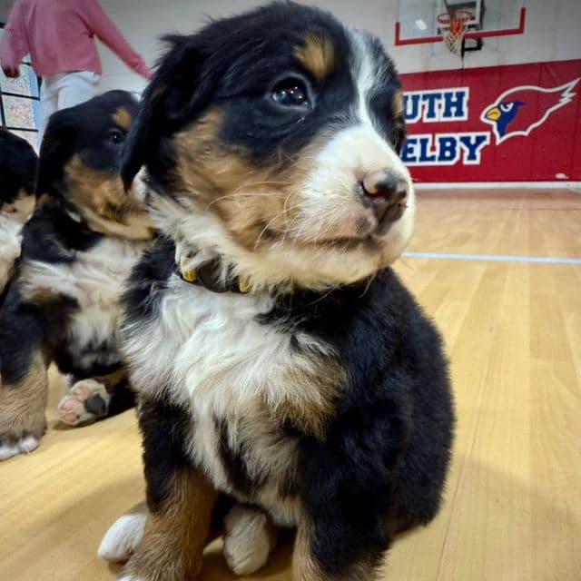 Yellow Girl - Bernese Mountain Dog Female