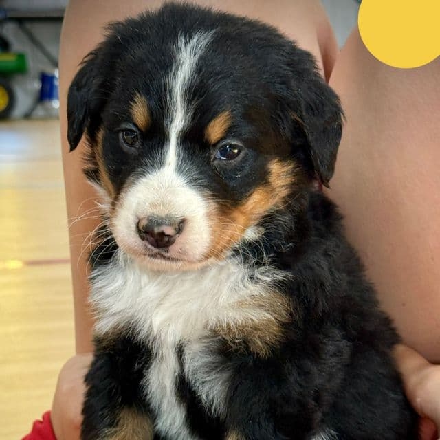 Yellow Girl - Bernese Mountain Dog Female