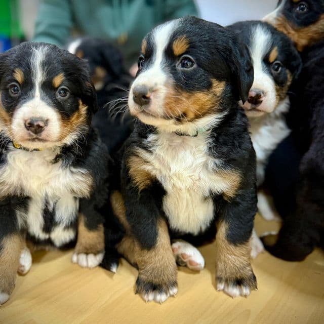 Light Blue Girl - Bernese Mountain Dog Female