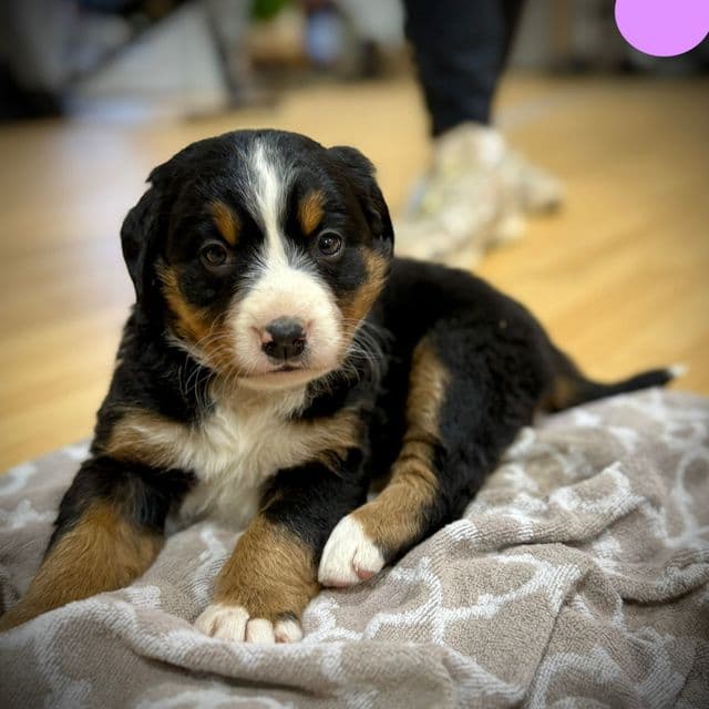 Light Purple Girl - Bernese Mountain Dog Female