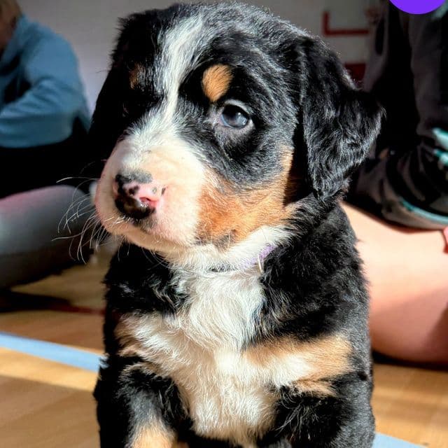 Purple Girl - Bernese Mountain Dog Female