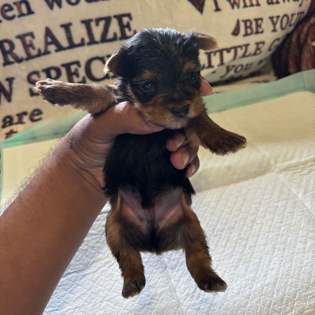 Yorkies  - Yorkshire Terrier Male