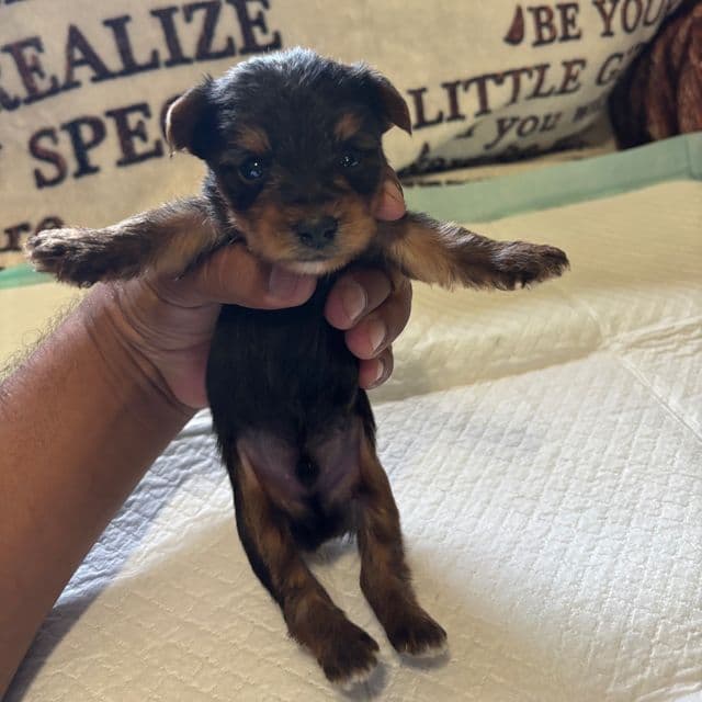 Male3 - Yorkshire Terrier Male