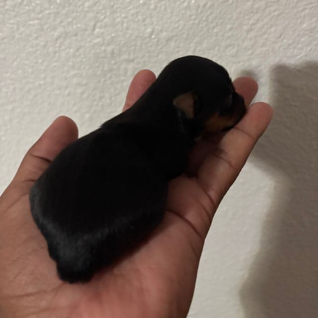 Female - Yorkshire Terrier Female