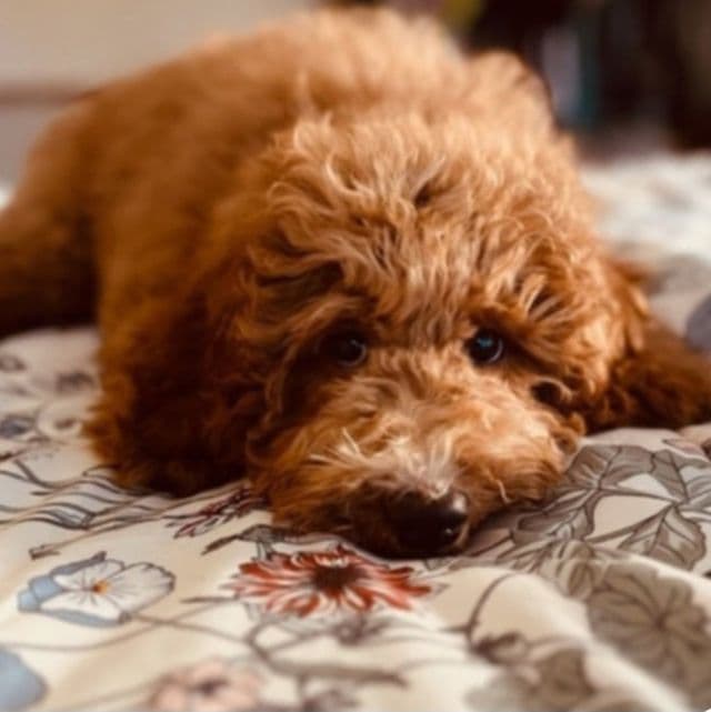 Max (mini) - Toy Poodle Male