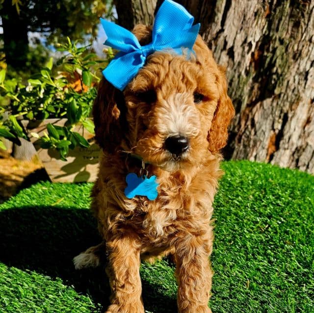 Penny (Mini) - Goldendoodle Female