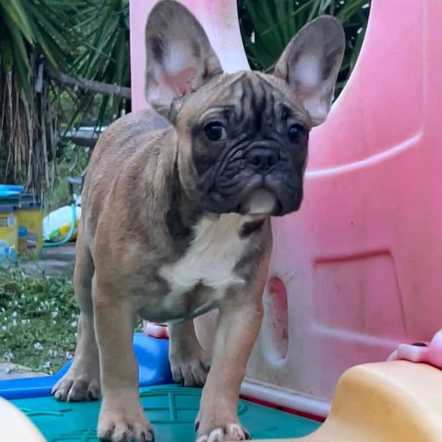 Peanut - French Bulldog Female