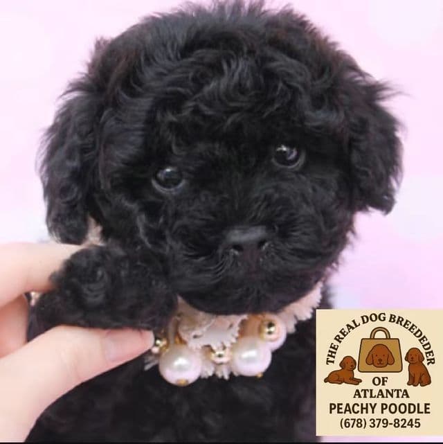 Onyx  - Toy Poodle Male
