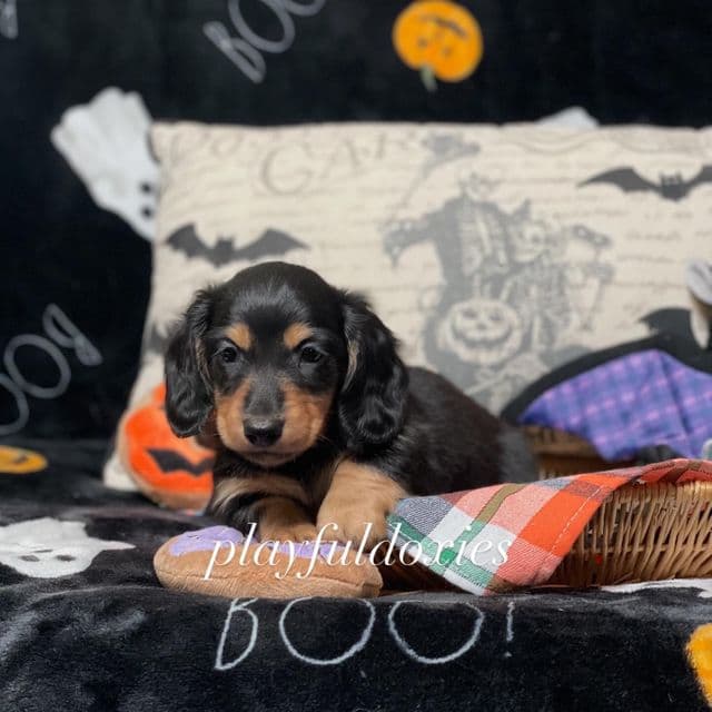 AKC Long haired black and tan male - Dachshund Male
