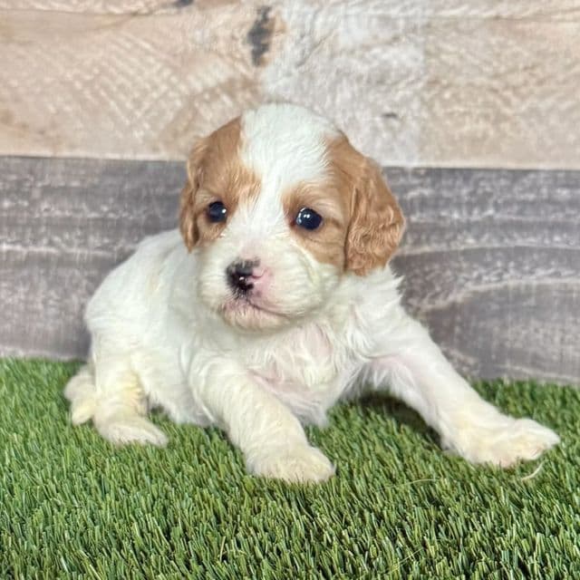 Cece - Cavapoo Female
