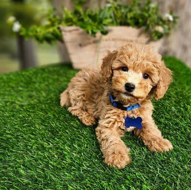 Barron (Mini) - Goldendoodle Male