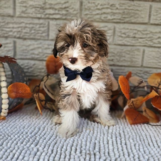 Herbie (Mini) - Aussiedoodle Male