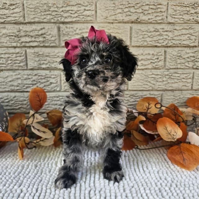 Scarlett - Aussiedoodle Female