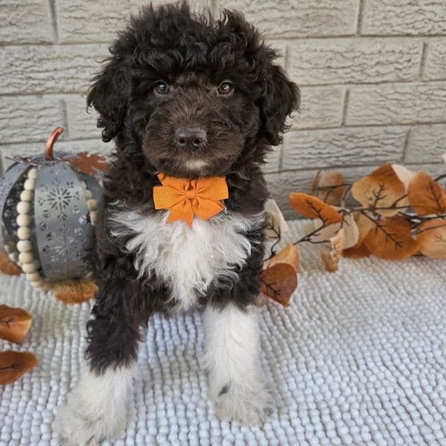 Luca - Aussiedoodle Male
