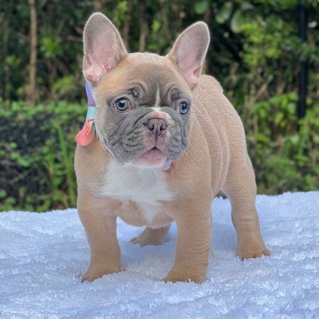 Daisy - French Bulldog Female