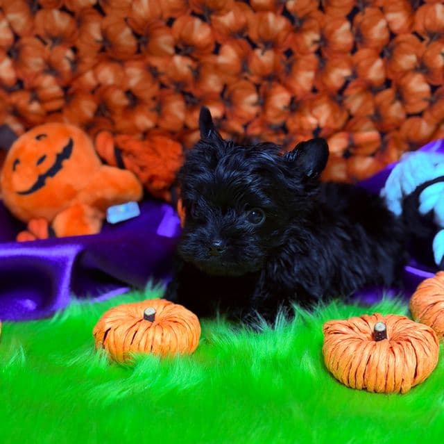 Jelly  - Yorkshire Terrier Male