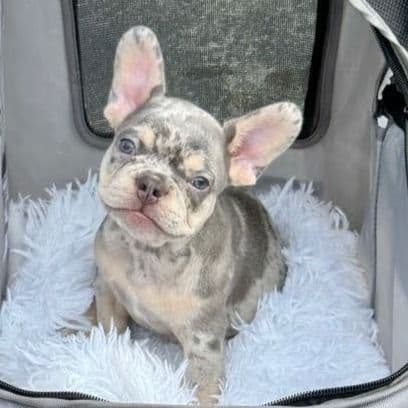 Seven - French Bulldog Male